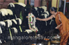 Mangaluru: Religious fervour marks Nagara Panchami celebrations